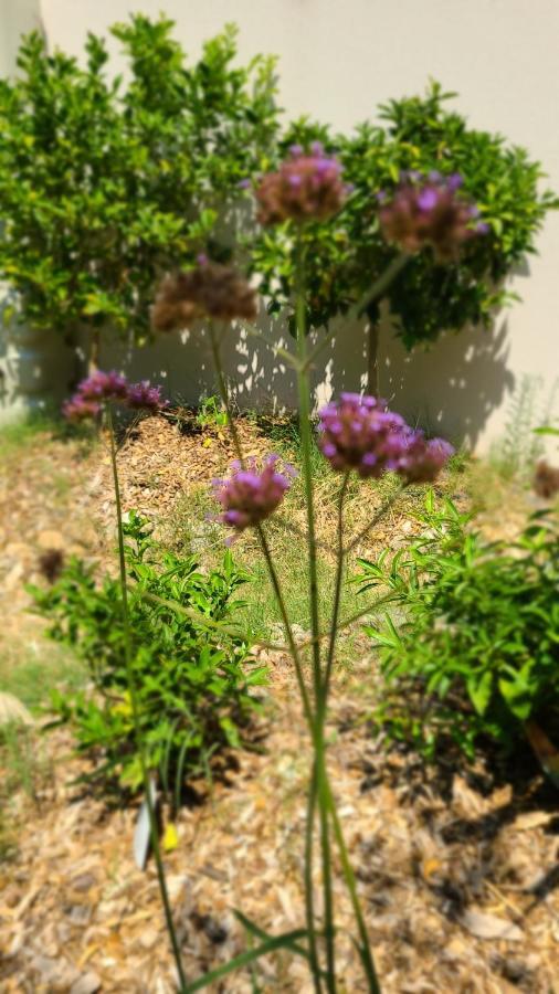 Chez Nous Dans Notre Petit Jardin Apartment Монпелие Екстериор снимка